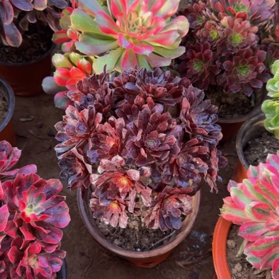 黑铜壶绣球9.9多肉植物