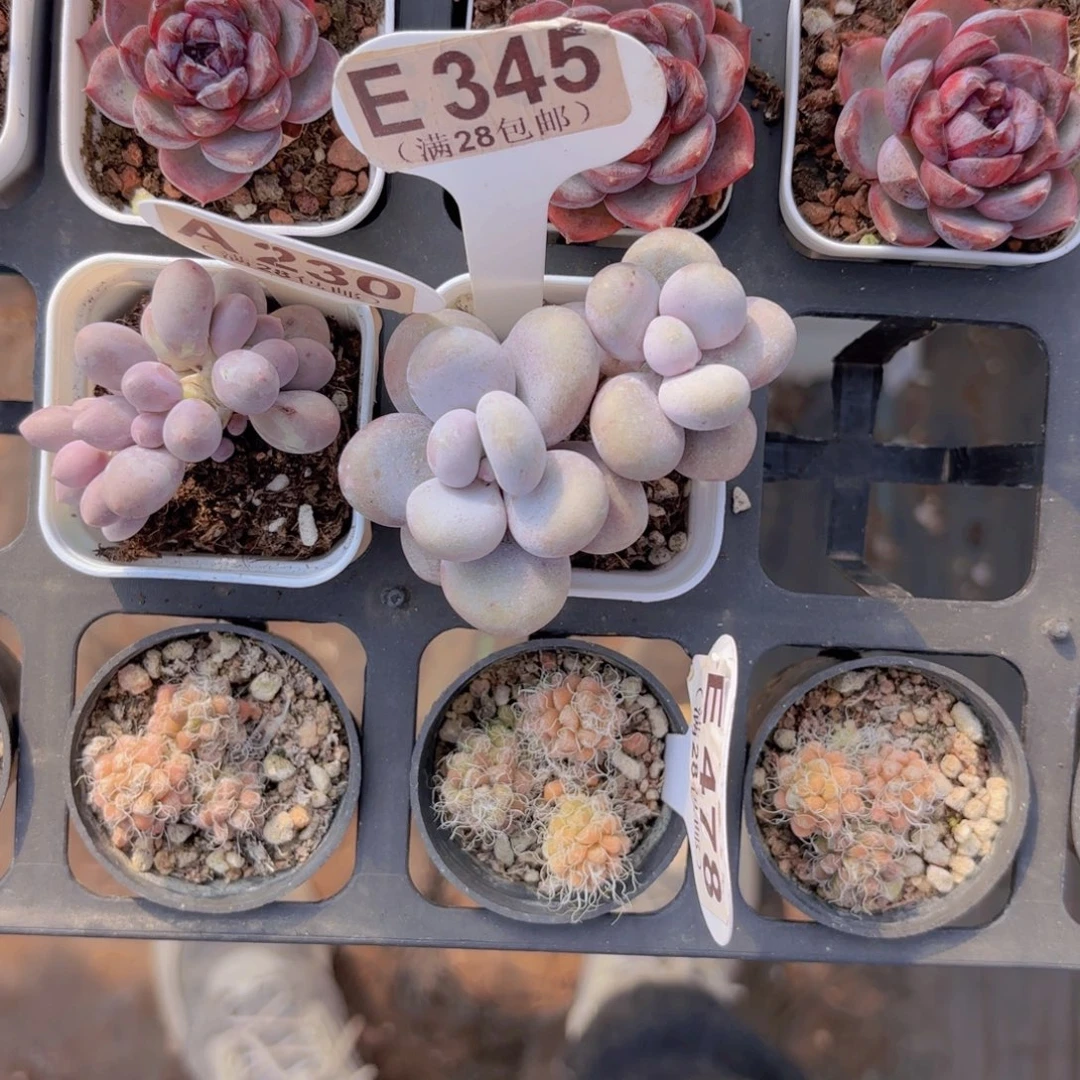 E345文斯通奶酪一物一拍