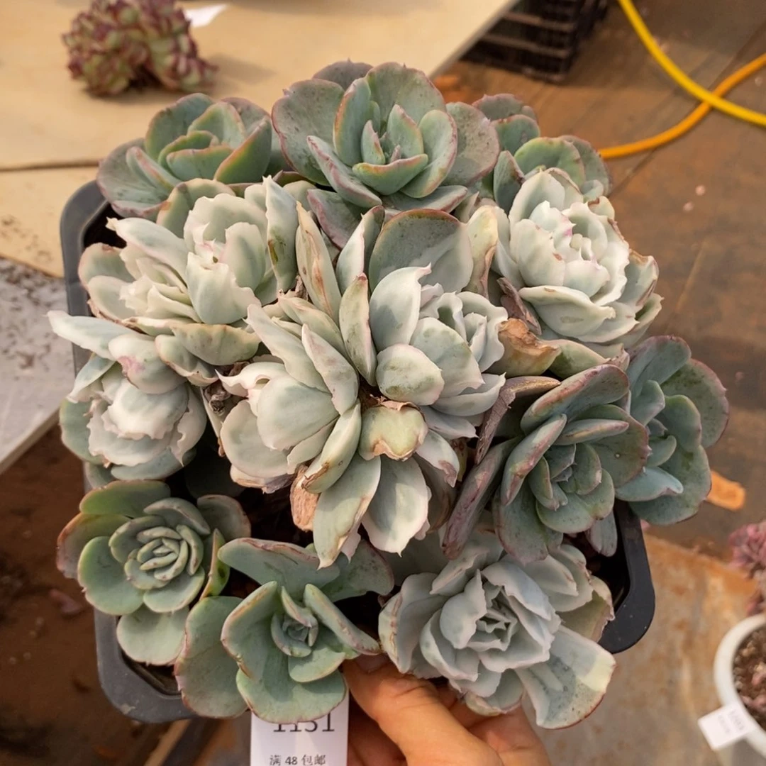 伯克利锦群生无砍多肉1131