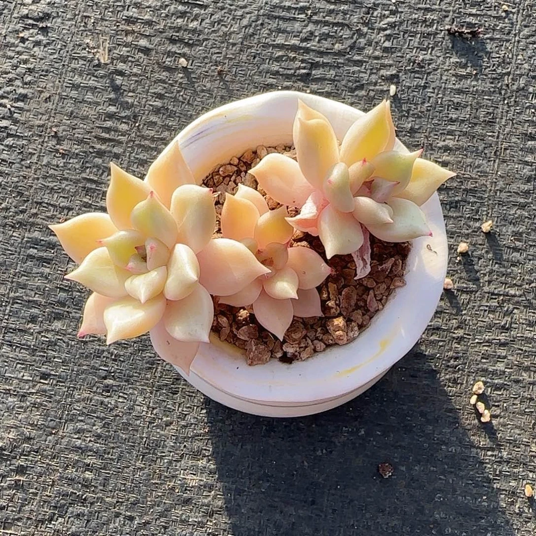 钱***钱璀璨不带盆土发货