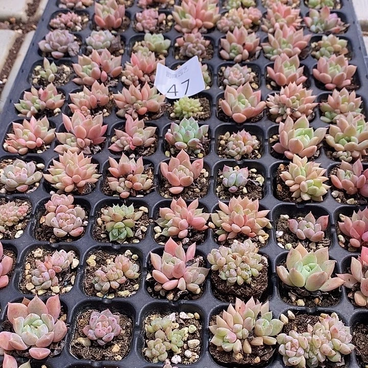 47 多肉植物盆栽花卉