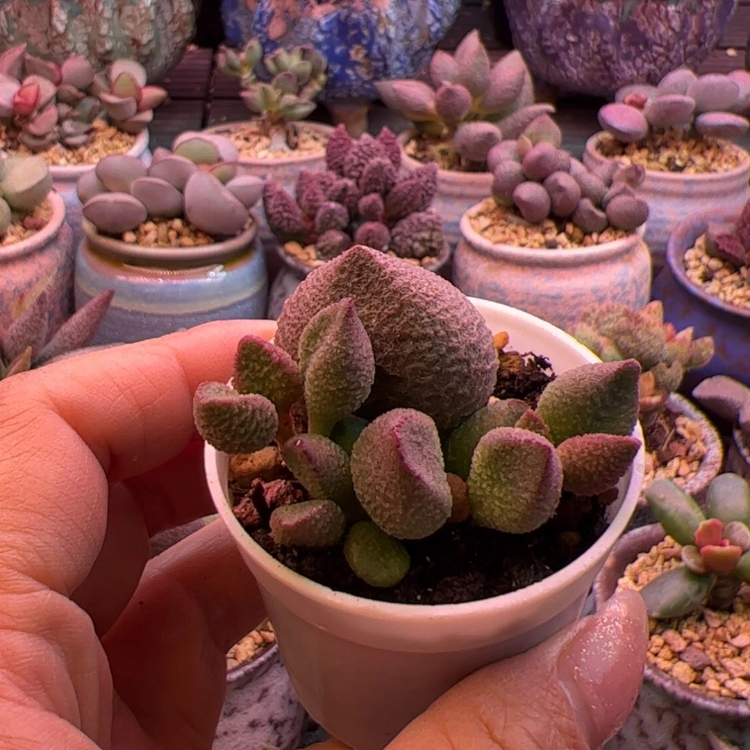 讓****水蜜桃。
