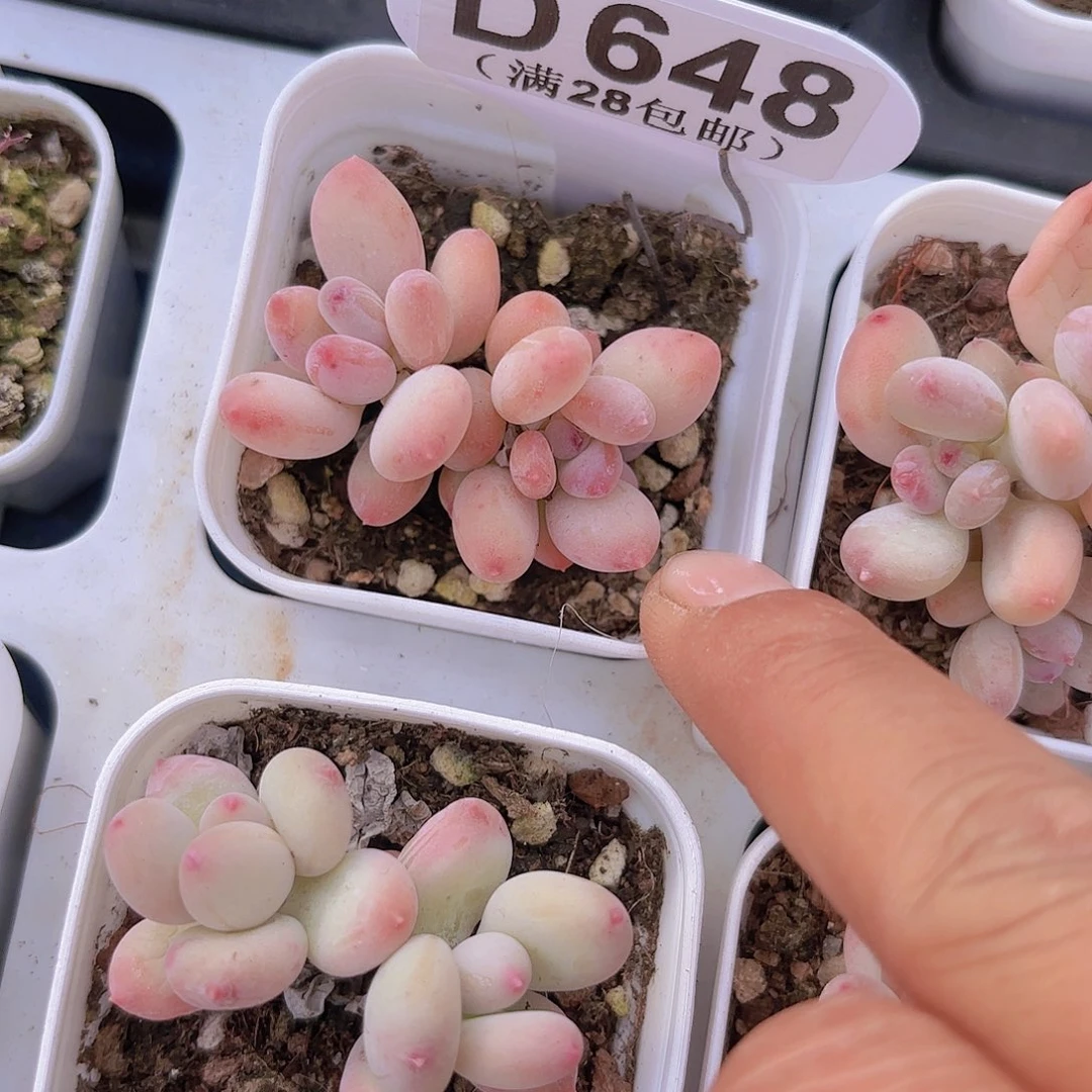 D648苹果奶一物一拍