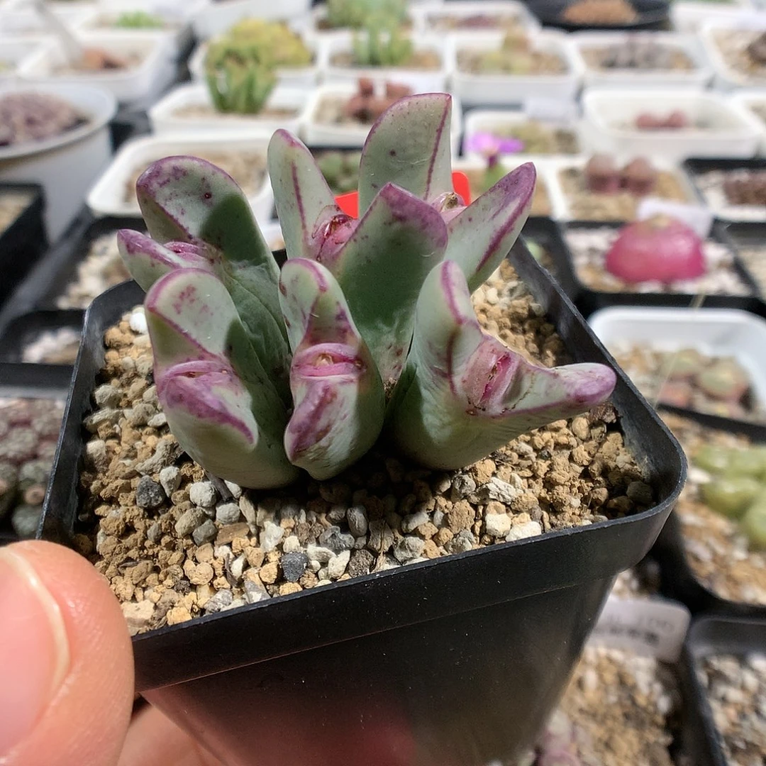 12-31-31    少将杂1群