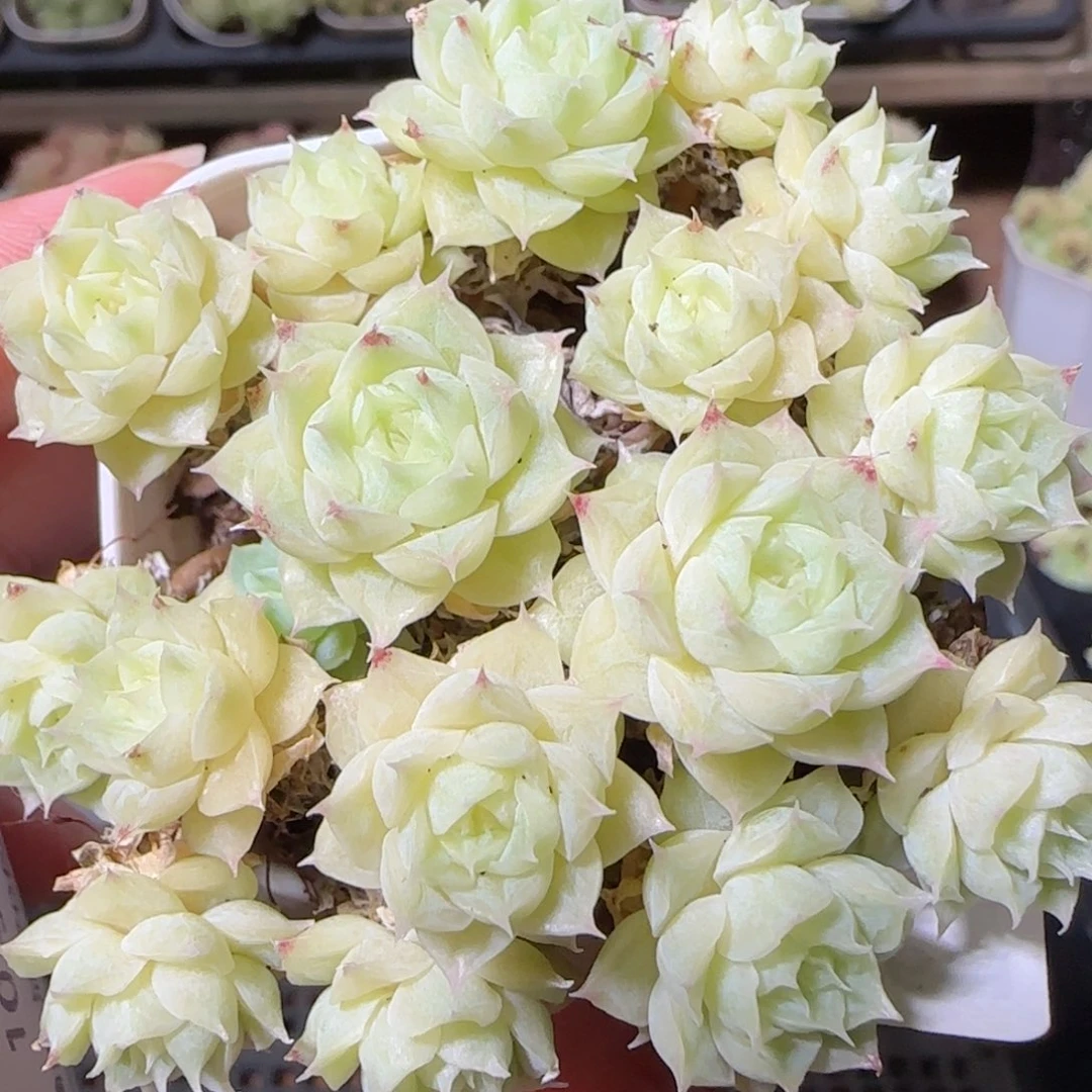 花语逸镜1026-83散