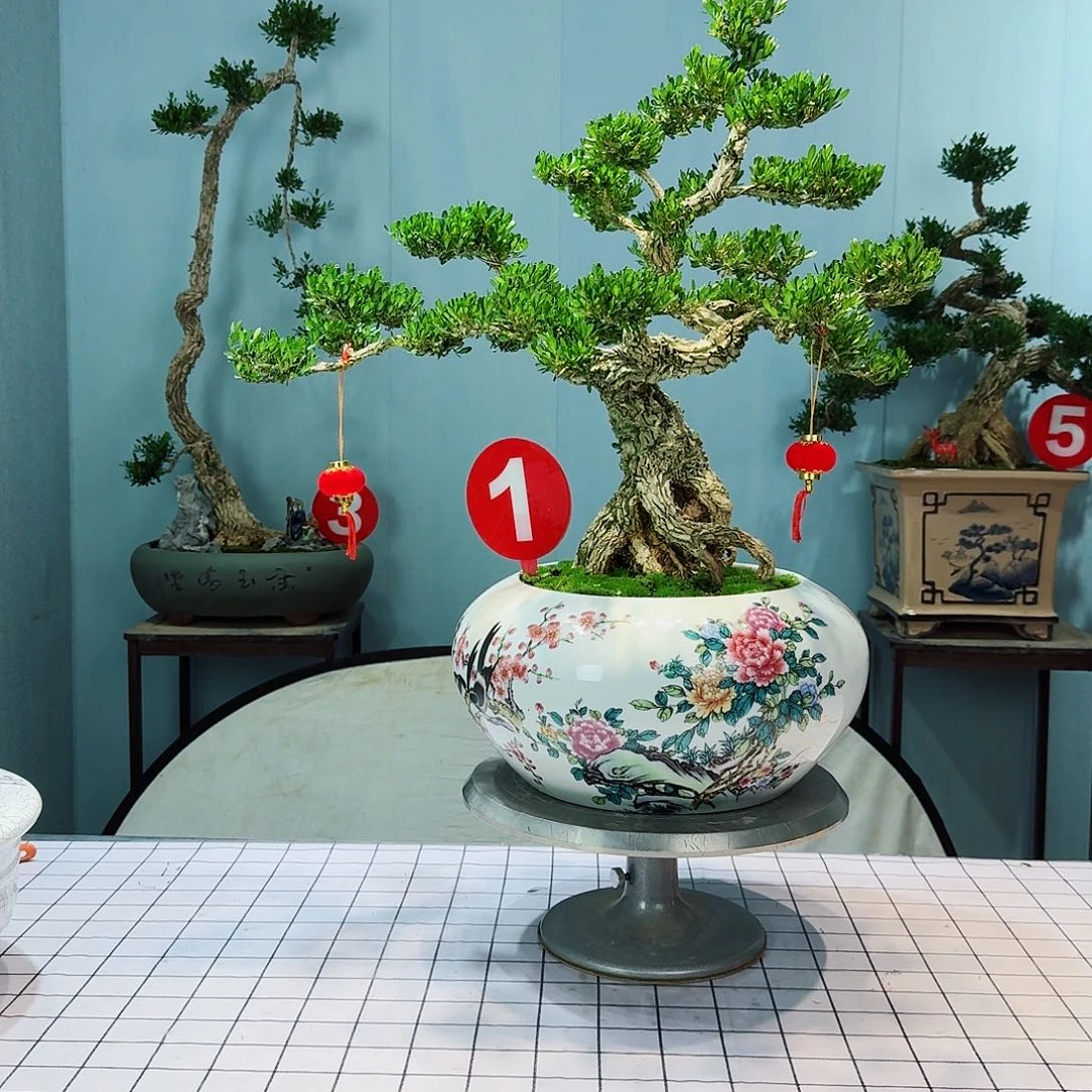 邓广东皱皮雀舌黄杨