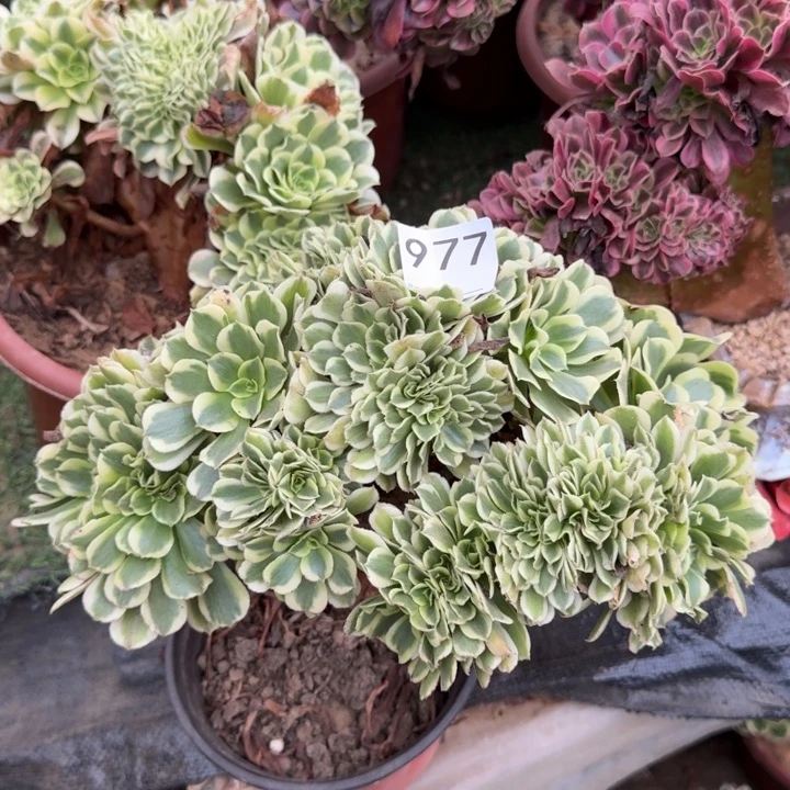 绿豆沙法师缀化977