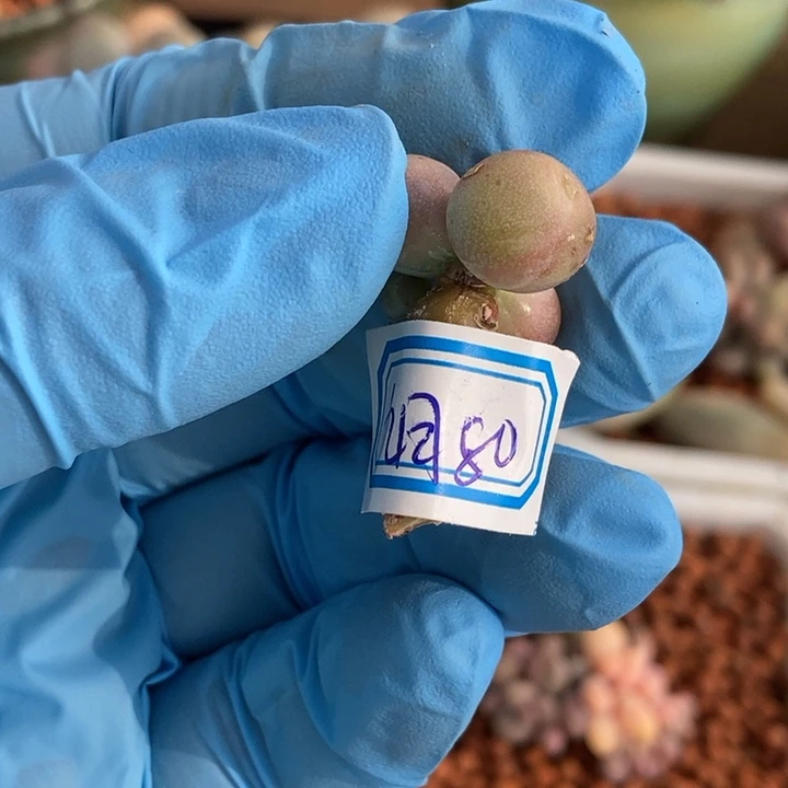 ?**?屁桃老桩多肉植物多肉