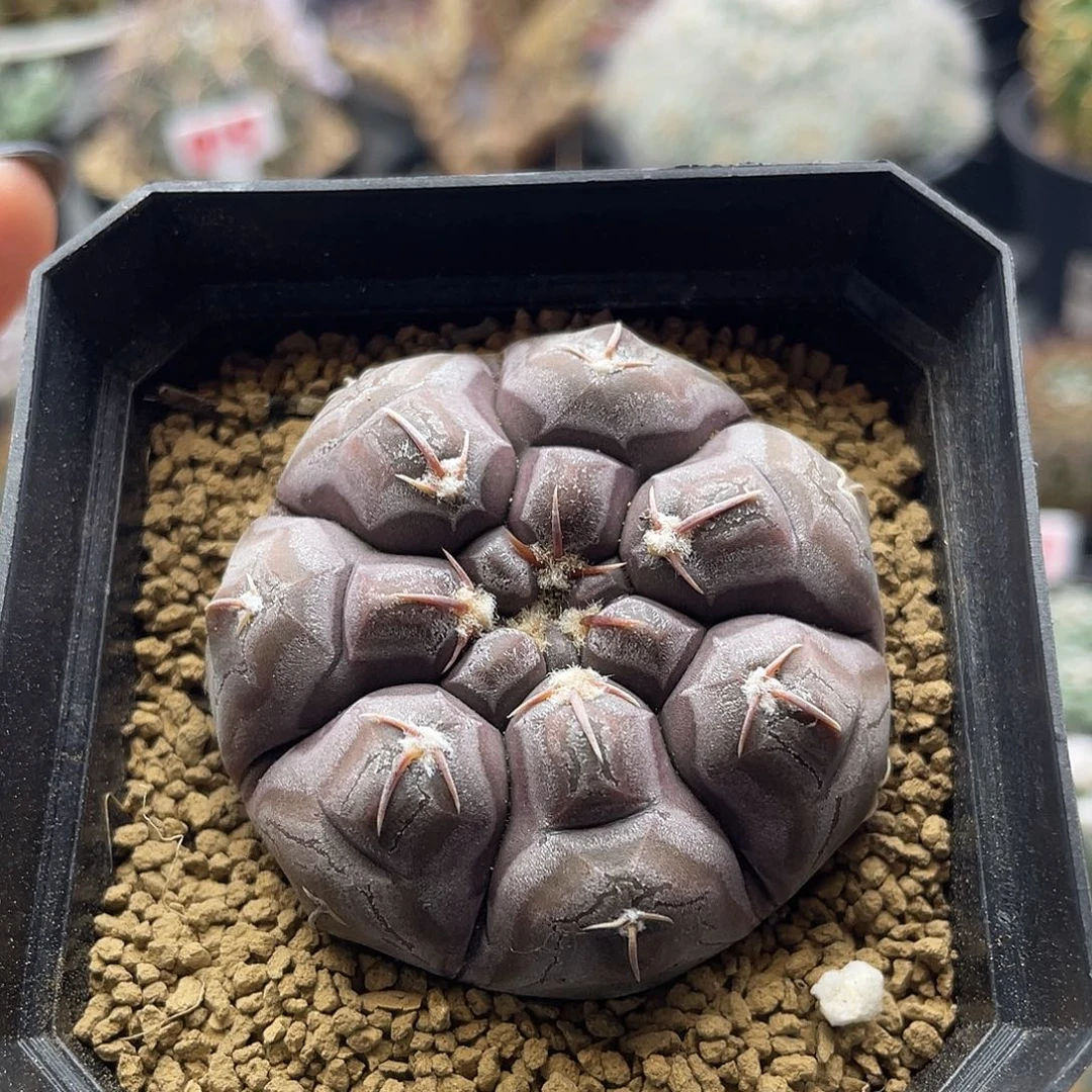 实生龟甲紫肌大铅皮5厘米