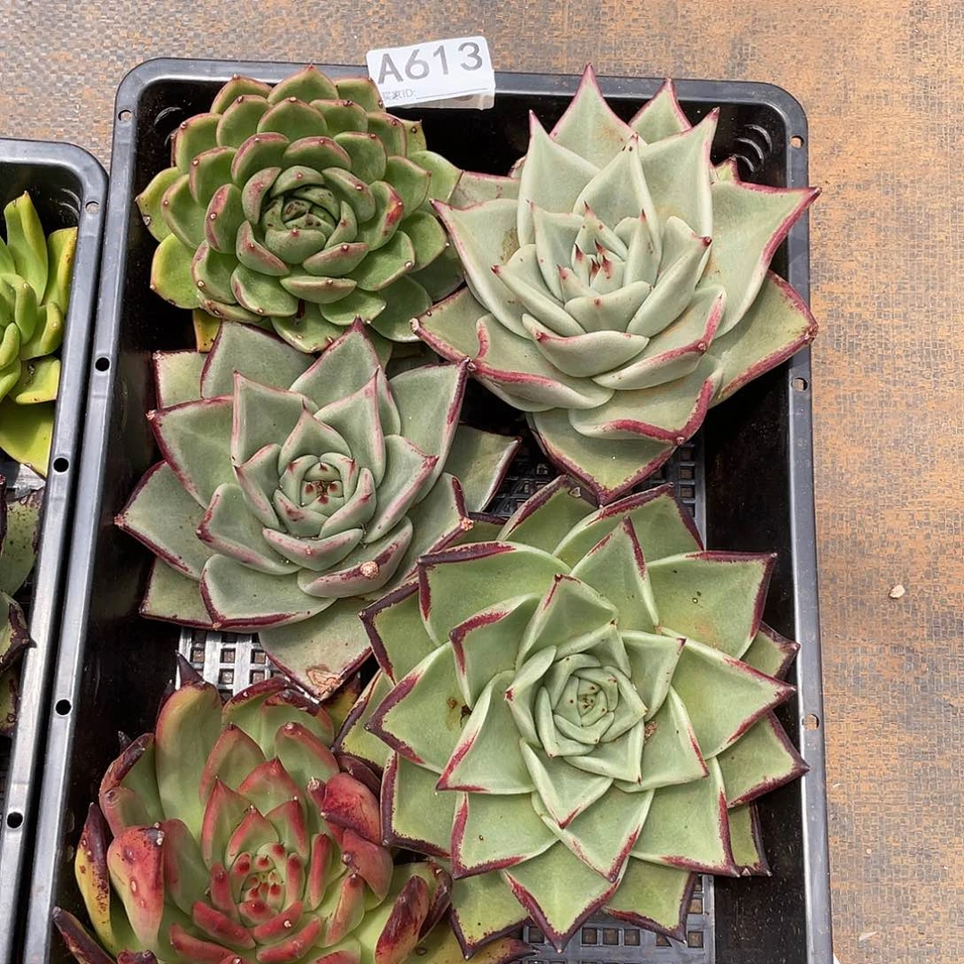 若如东云筐拍A613