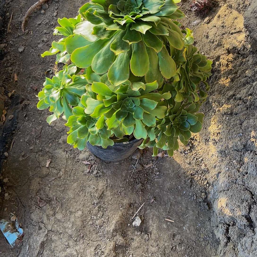 君美丽法师1-25包邮