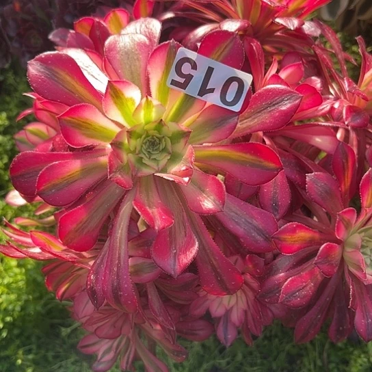 山****1多肉植物一个