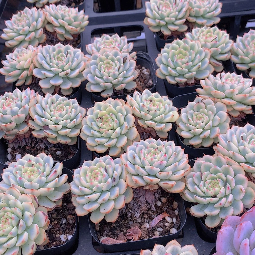 双头姬莲锦2346678899