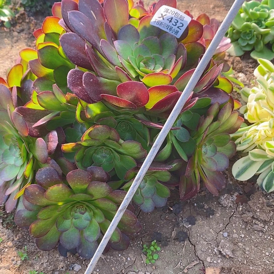 阿*黎432雨荷多肉法师锦