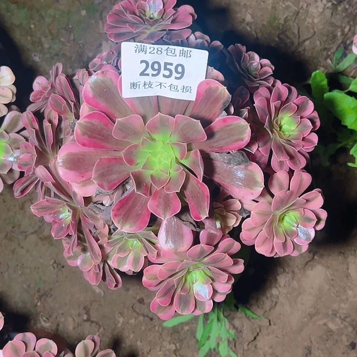 2959美杜莎多肉植物