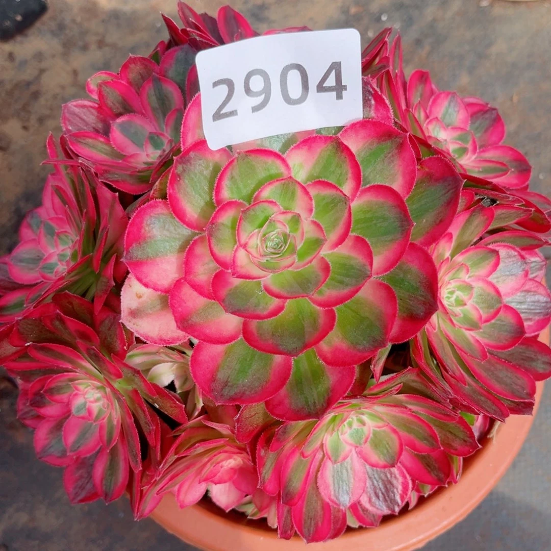 孔雀翎捧花多肉发货