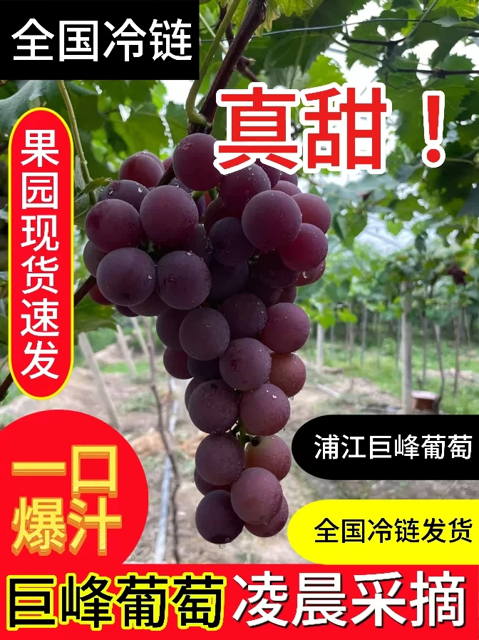 （省外专属）浦江巨峰葡萄新鲜时令孕妇水果整串顺丰冷链