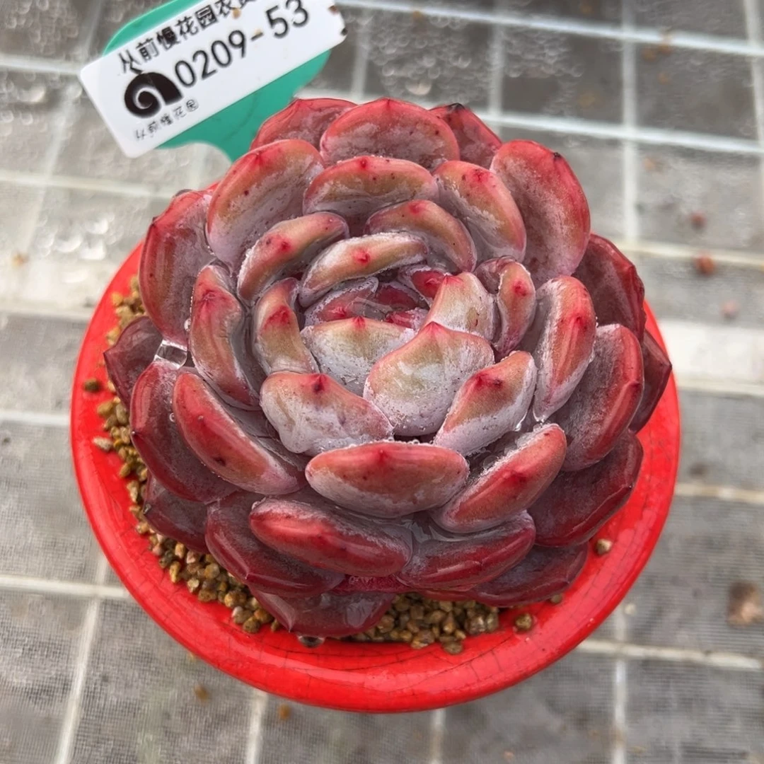 从前慢多肉精选编号0209.53