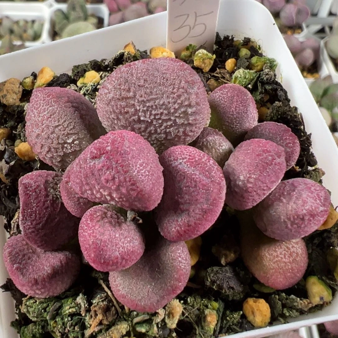 w夏娃多肉植物水泡