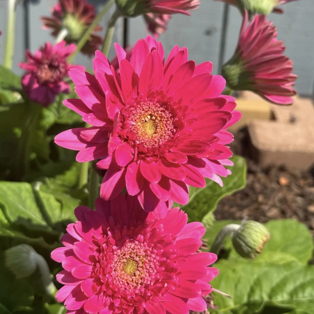 非洲菊玫红色盆栽多年生易爆花新手易养护喜阳植物