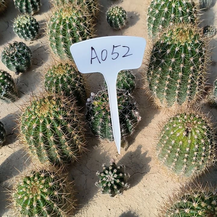 我****妞彩草种播瑕疵无售后