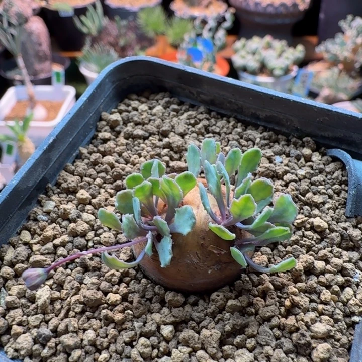 格加厚墩菊845(产地