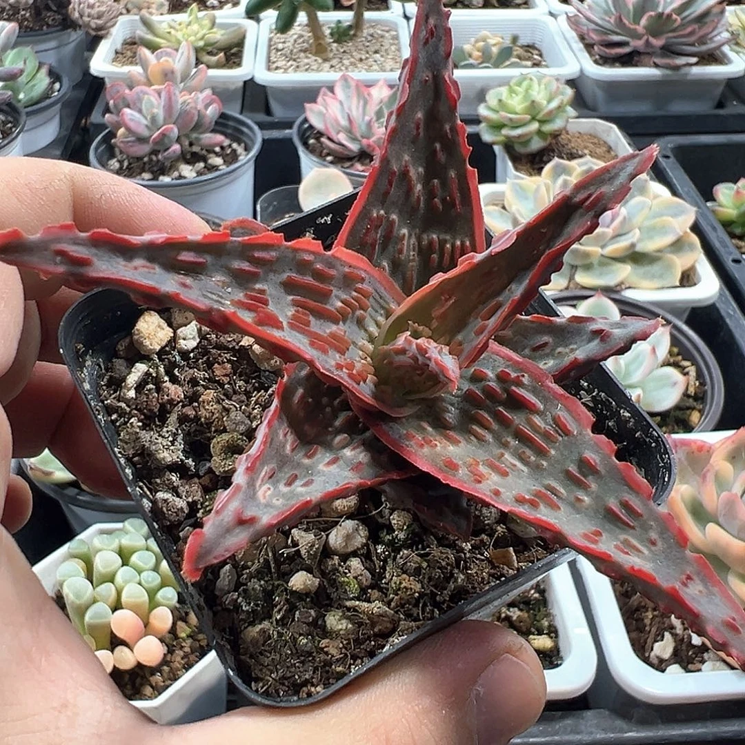 园艺芦荟 小方花圃一物一拍