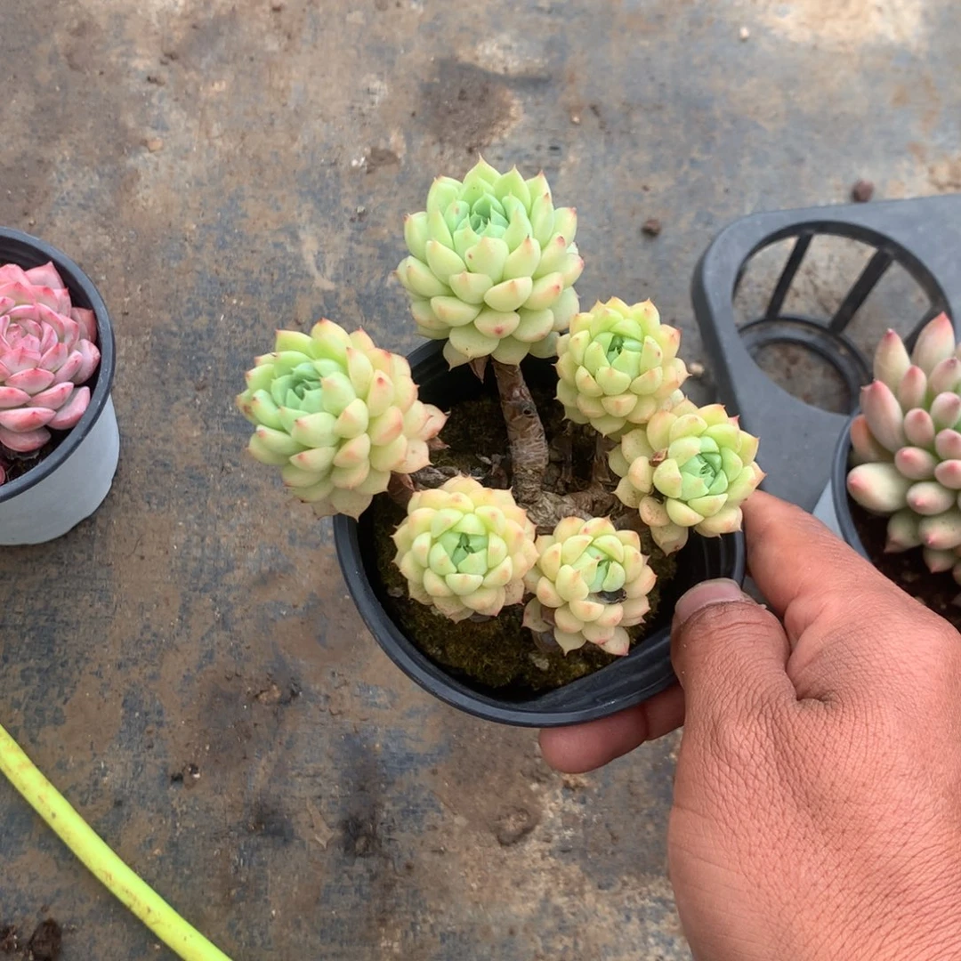 人工关节治疗和各种风湿骨