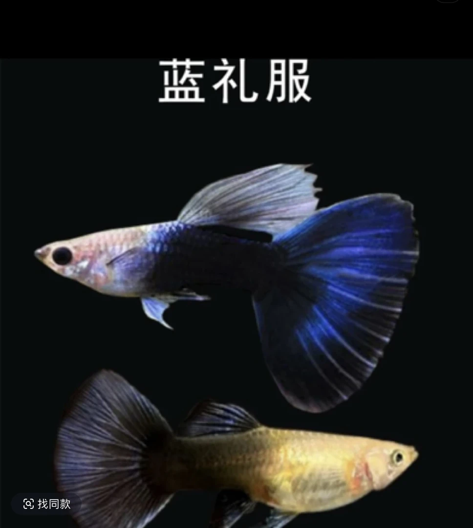 『孔雀鱼德系蓝礼服』凤尾耐养好养纯种观赏鱼易繁殖小鱼易活淡水鱼