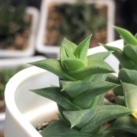 松挲掌侧牙现砍无根