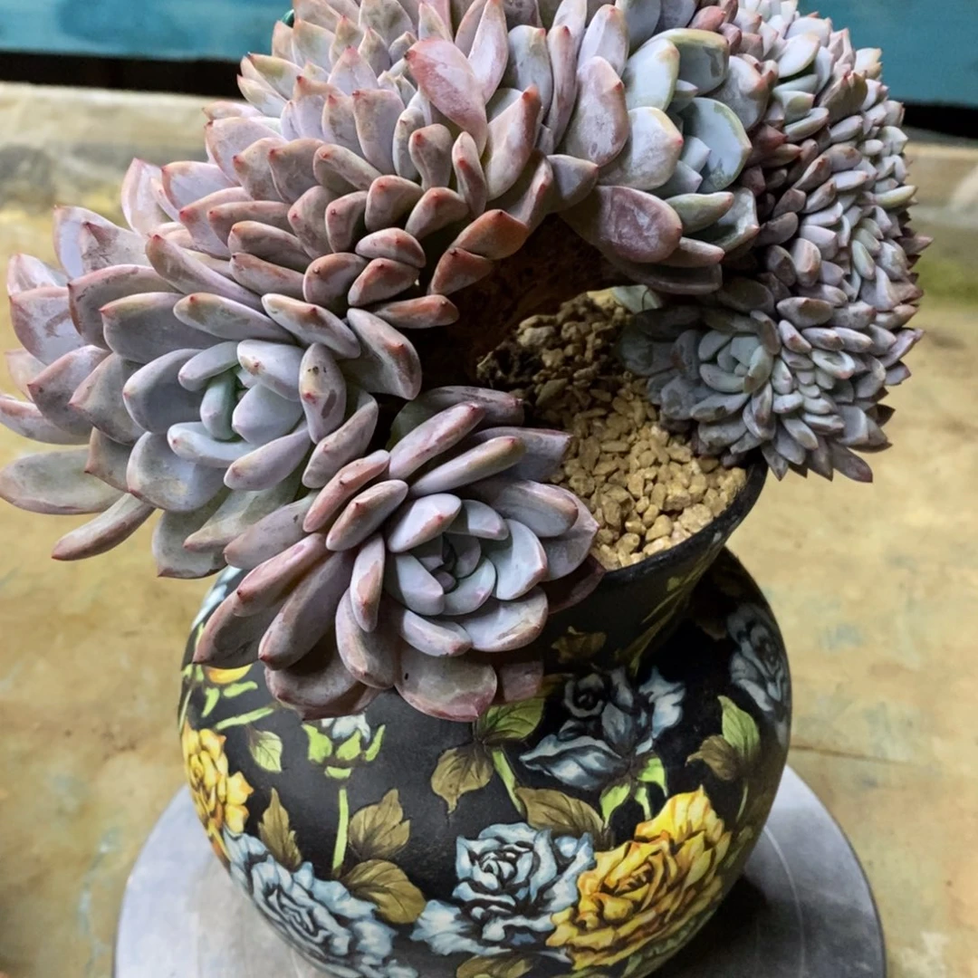 一***恒小虎多肉一物一拍星影