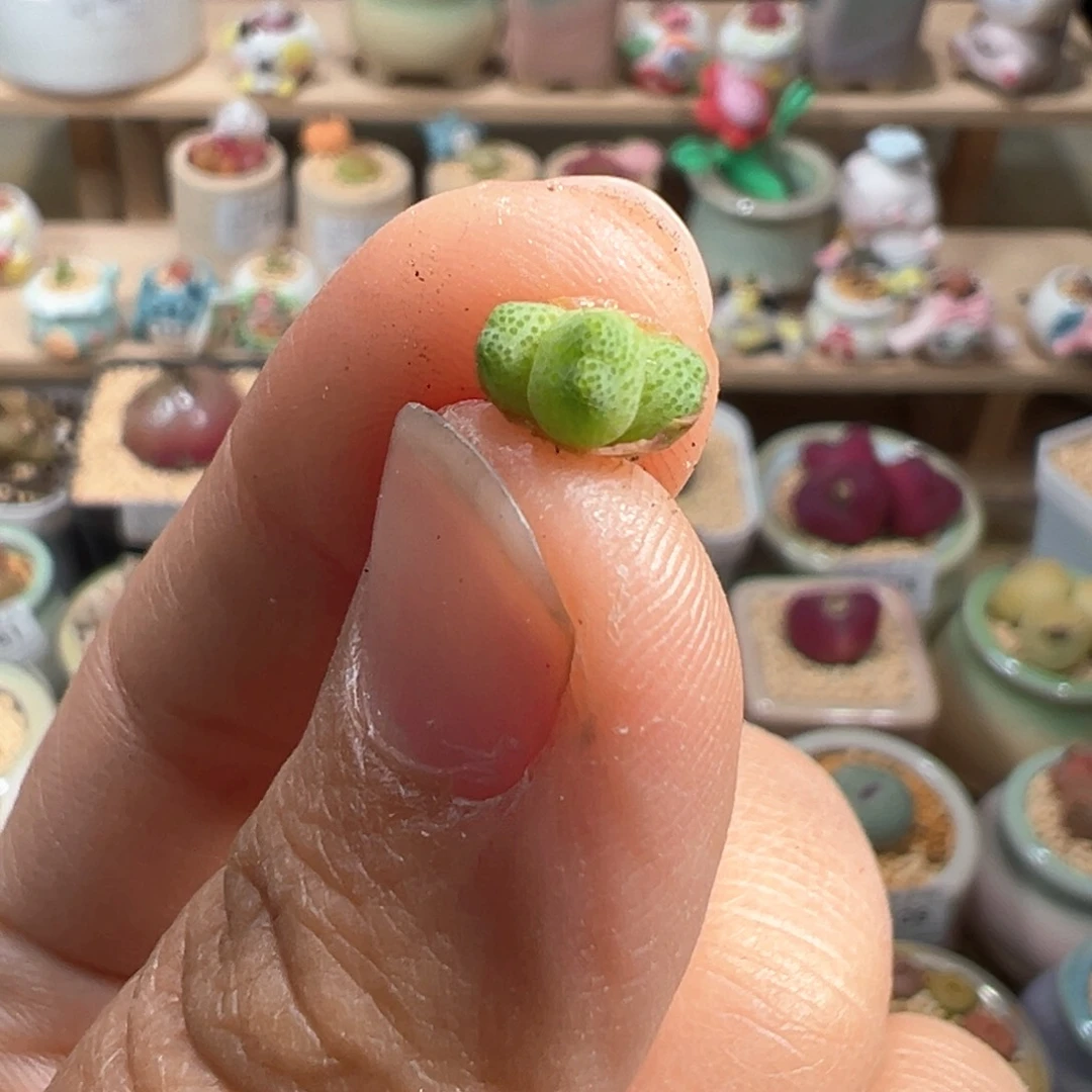 多肉植物243号草莓斑马