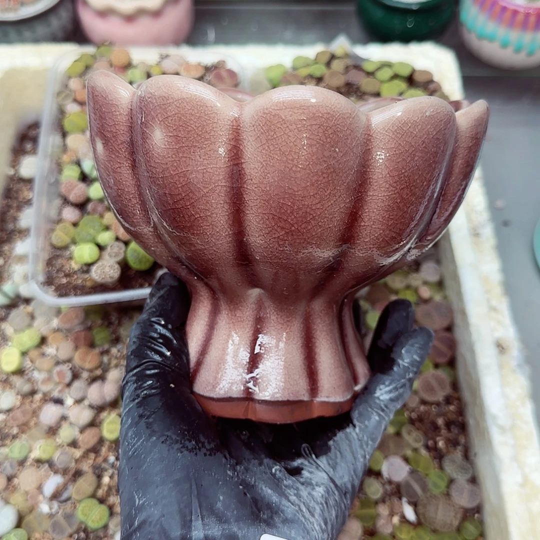 生石花满18包邮0927-72