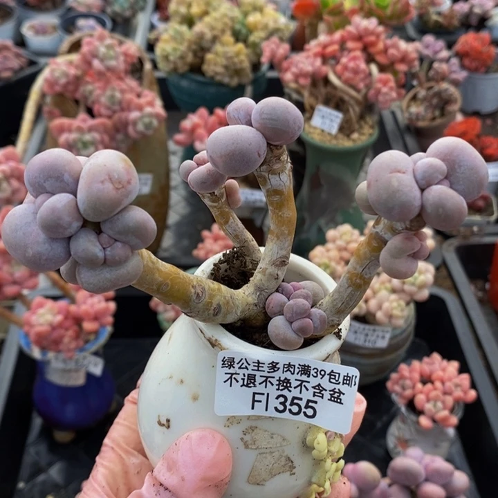 芭比奶洛老桩355多肉植物