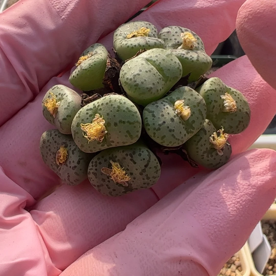 888 好看的多肉冲冲冲