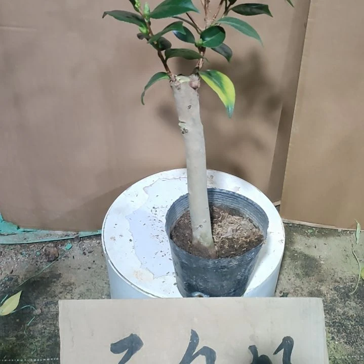 503黄达，原盆原土发货，不包邮