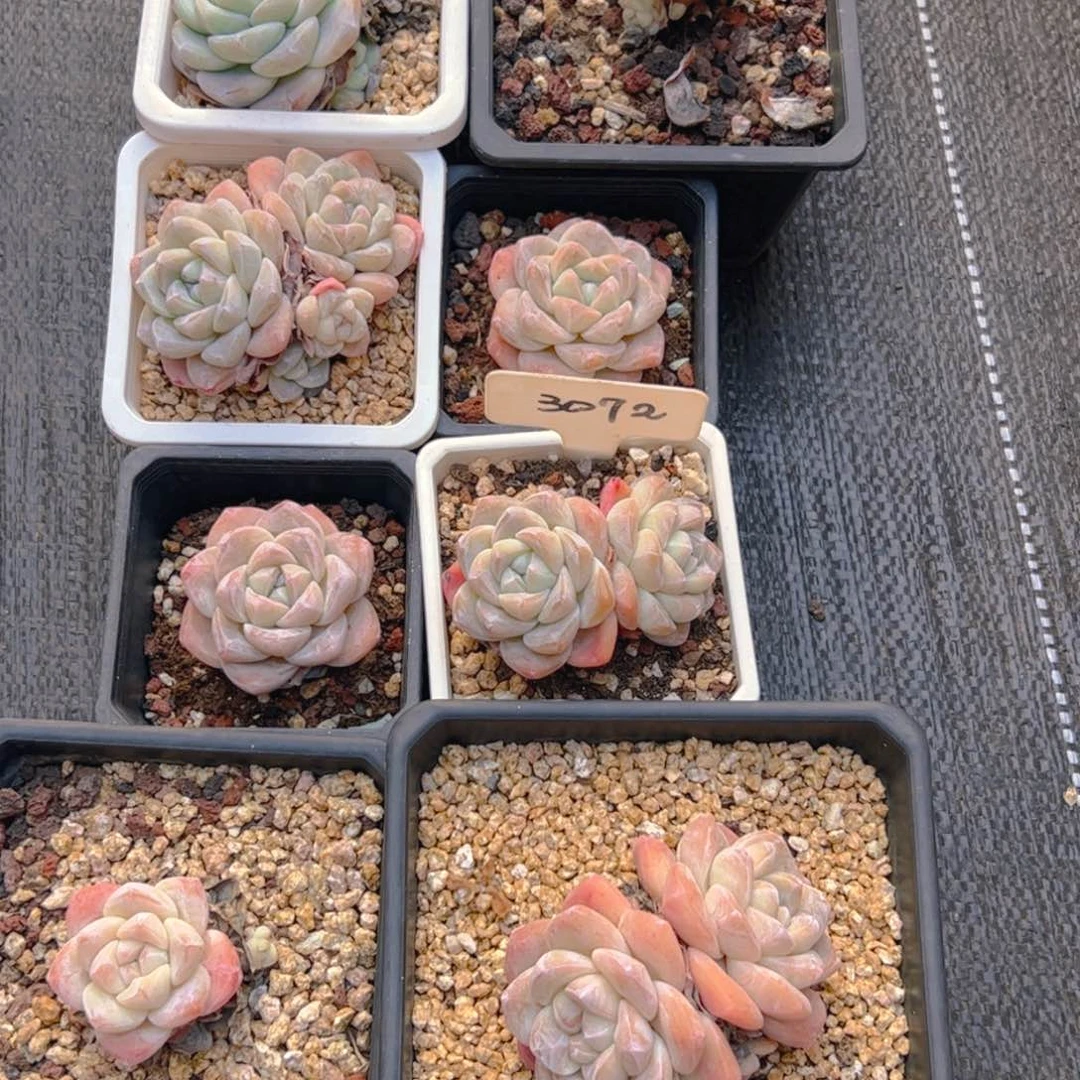 阿**学冰玉十颗3072号一物一拍