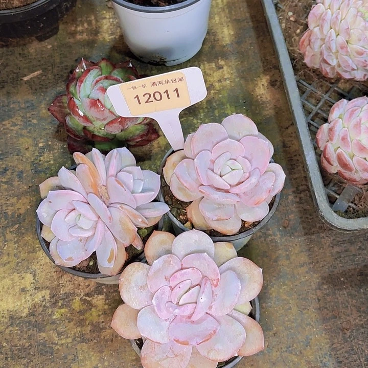 用****1奶茶三颗一物一拍12011