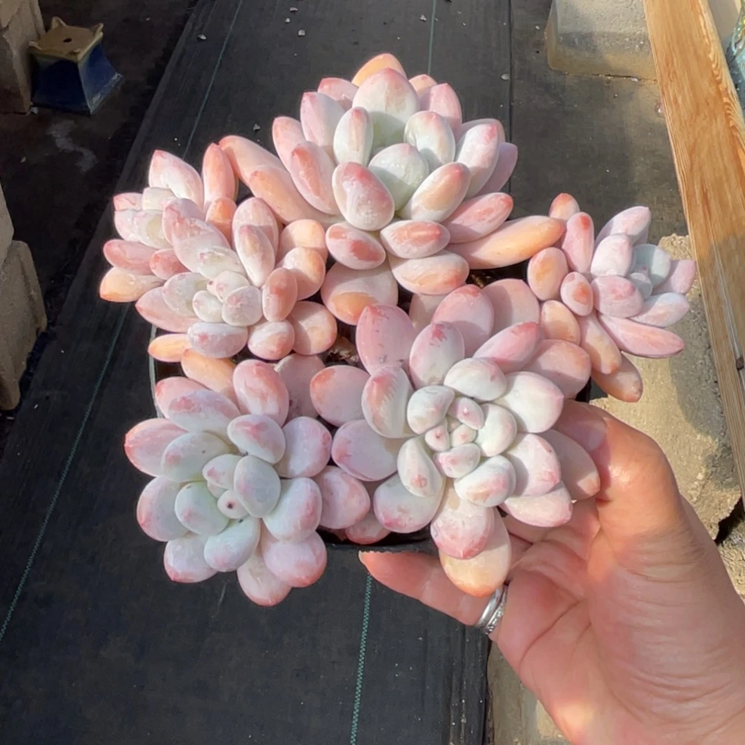 香水 一物一拍不支持退换