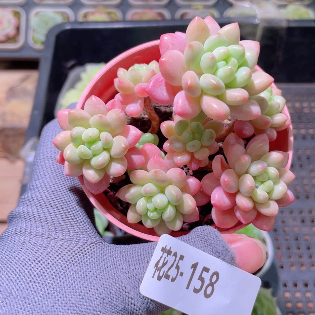 花利美25-158洛可可
