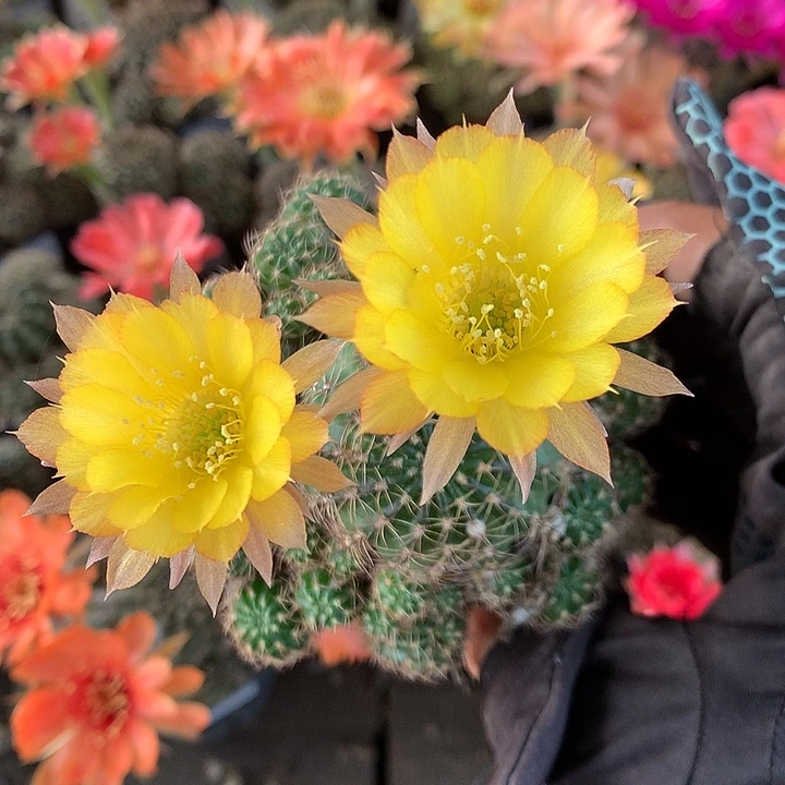 1011 侧芽自根丽花6厘米盆