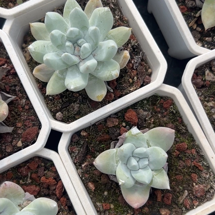 可可爱爱两颗～仙女杯1879