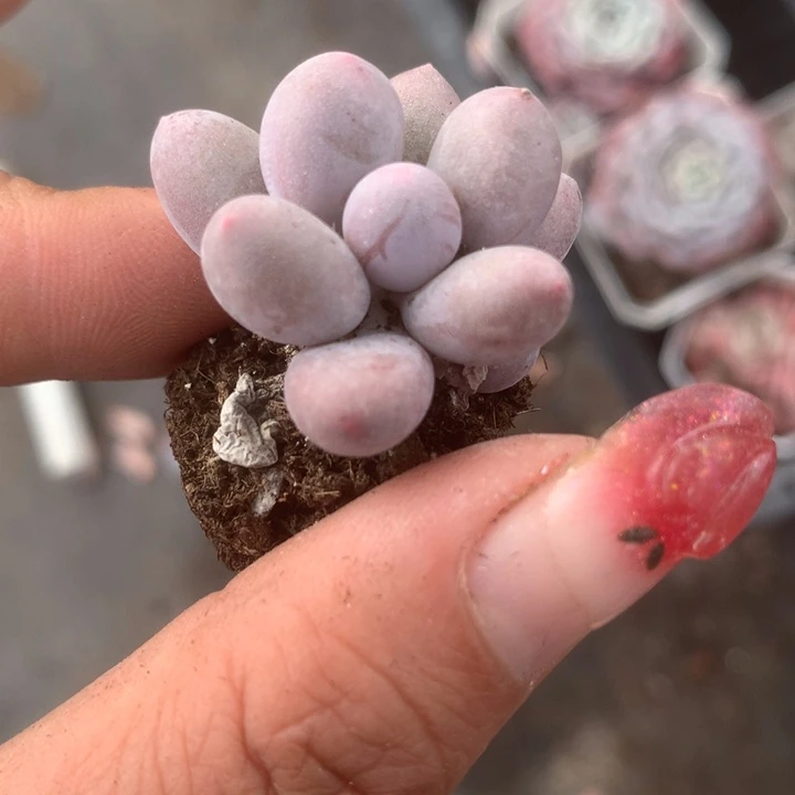 桃花奶。拍3发4。拍5发7头。（满9.99包邮不满9.99发叶子）