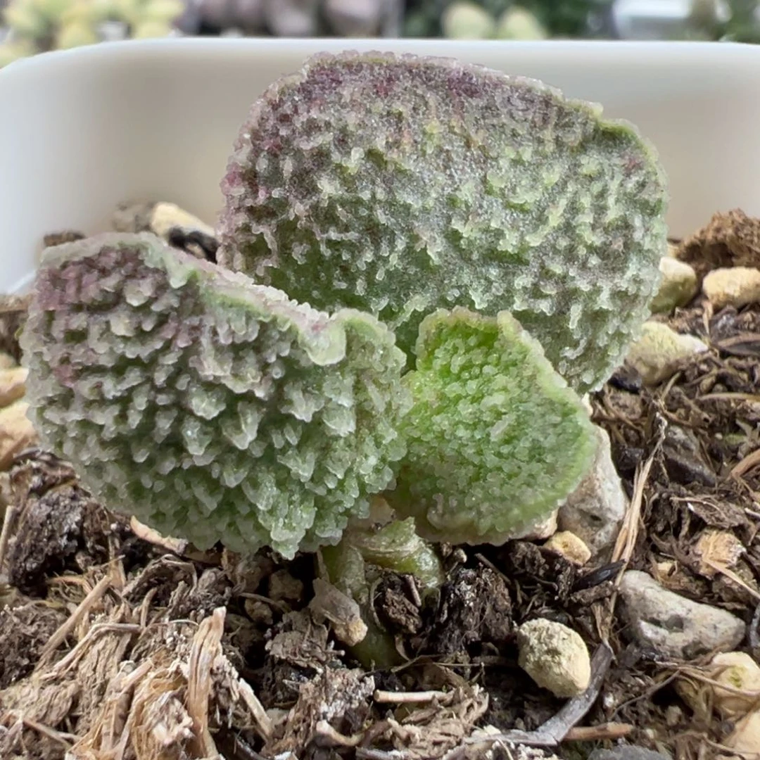 实生新品单头纯木质桩多肉植物水泡泡