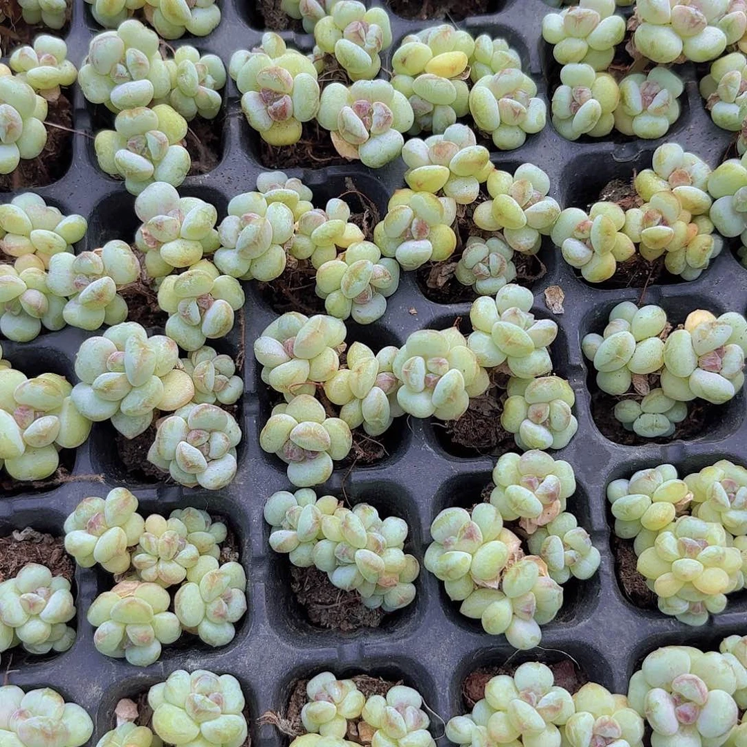 阳光玫瑰一颗量拍