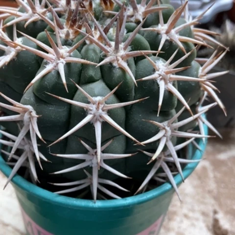 碧言玉仙人球18米