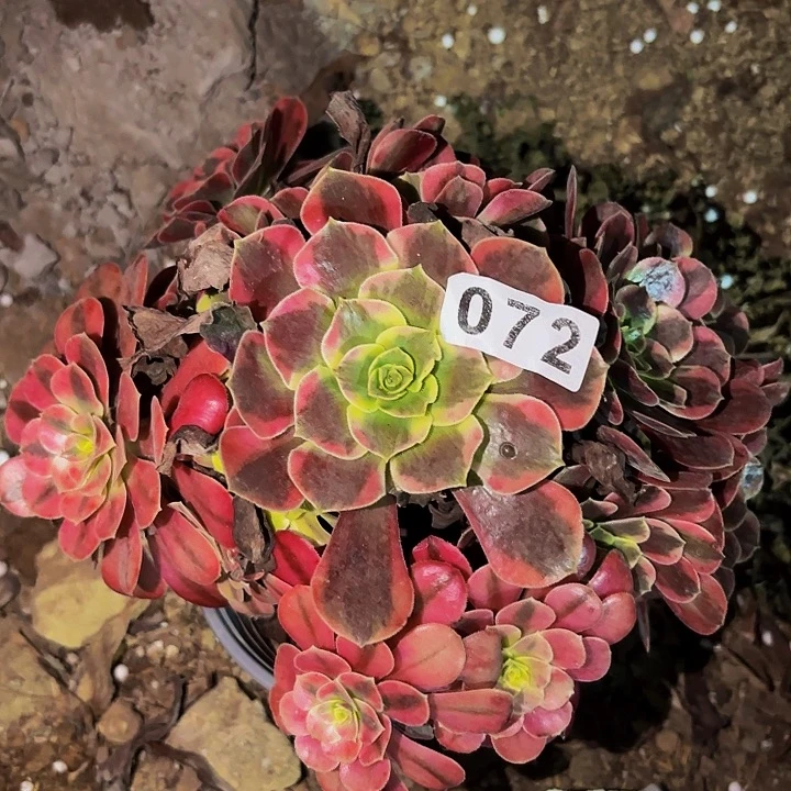 072凤冠多肉植物阿售后