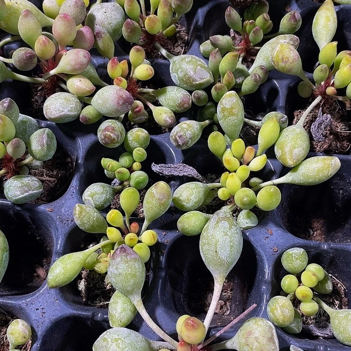 小鼓槌1元带土发货