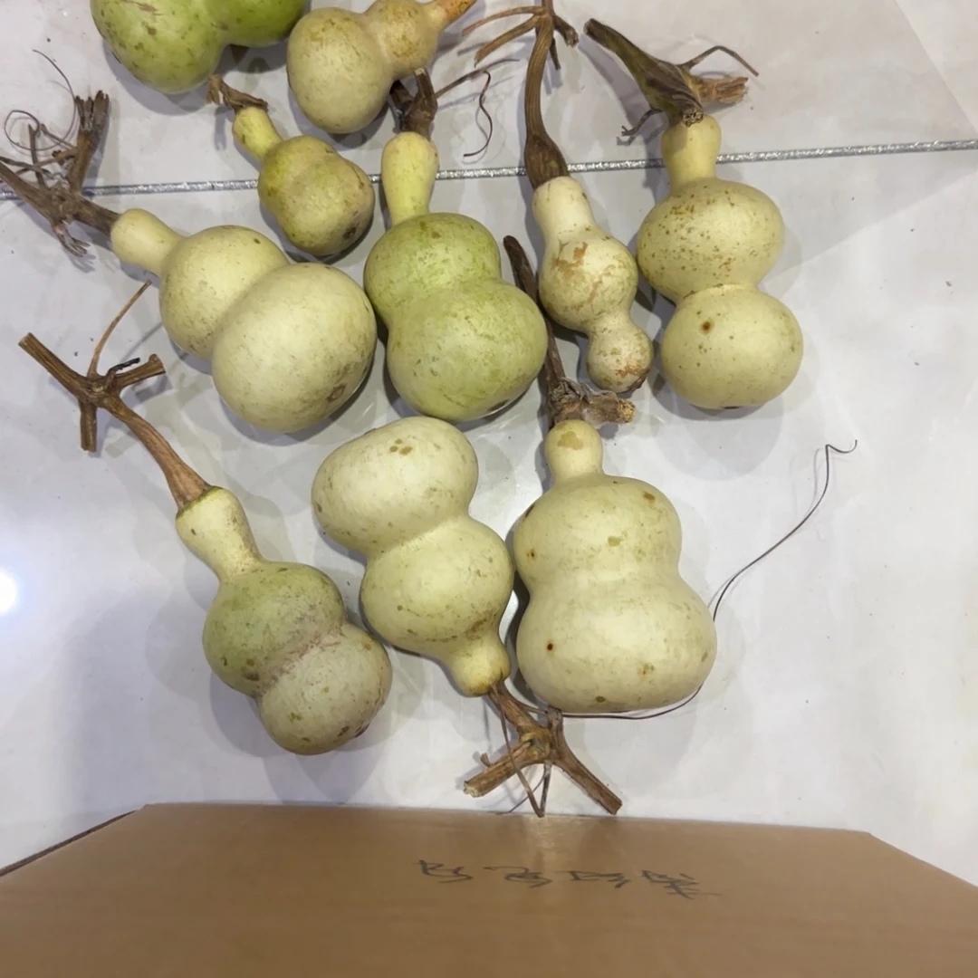 逗***玩青皮不包成青皮不包成