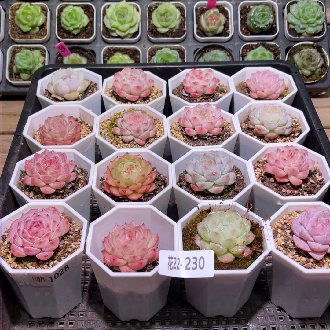 花利美22-230框拍16颗